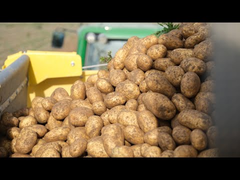 , title : 'Desítky let neřešené téma – rozdíly v cenách brambor od zemědělce a v obchodě | Rok zemědělce'