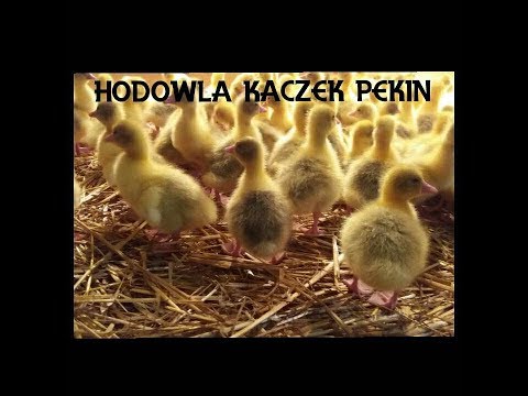 , title : 'Hodowla Kaczek Pekin || od A do Z ||'