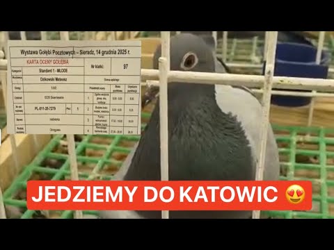 Moje gołębie na wystawie OGÓLNOPOLSKIEJ❓Sędziowie już ocenili 💪DUMA 🤩 Na wszystko przyjdzie czas 😍 