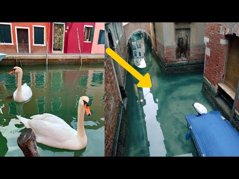 Venice Canals are Clear Enough to See Dolphins and Fish! thumnail