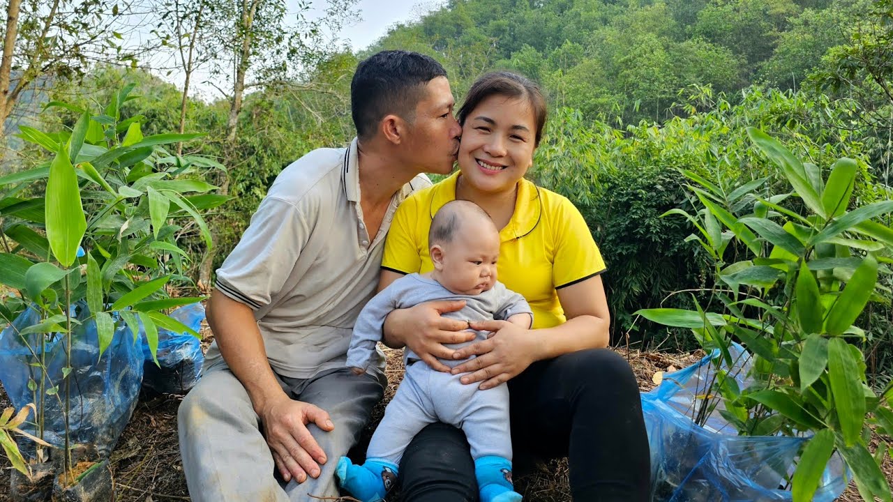 Picking green tea leaves to sell at the market - renovating the garden - planting trees | Daily life