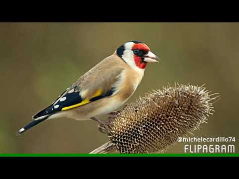 scaricare canto cardellino gratis
