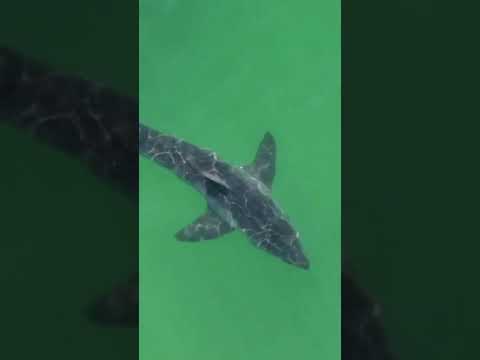 Great White Sharks Near Surfers in California #shopwaffle.com #shorts #sharks #california