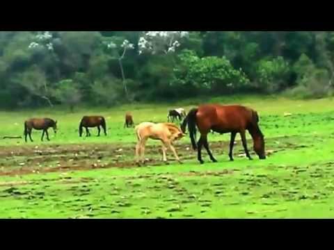 download lagu mp3 mp4 131520, download lagu 131520 gratis, unduh video klip 131520