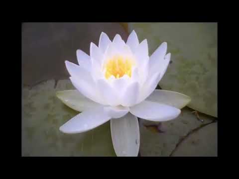 Gongyo Fast with 3 Hour Daimoku