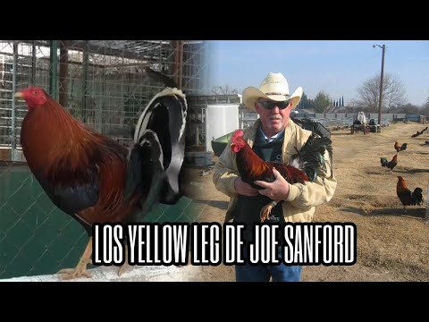 , title : 'El día que Joe Sanford recupero los Yellow Leg'
