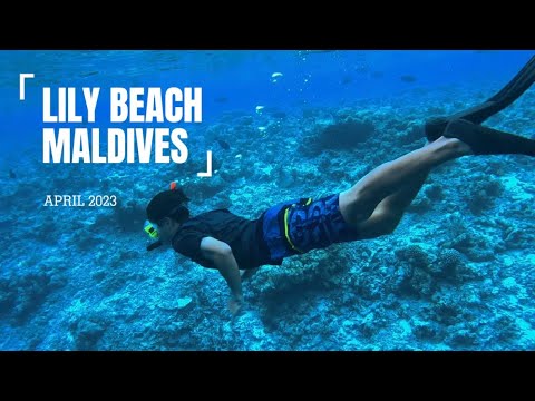 Videos del Lily Beach Resort Spa 5★ en Dhangethi, MaldivasVer MásVerPrecios19CerrarConsulta por Whatsapp 🇦🇷BookingTripadvisorExpediaAgodaTravelocityOrbitzPricelineTripSkyscannerDespegarKayakHotelesDestiniaTrivagoTurismocityLastminuteHotwireTuiWotif