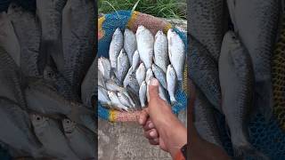 Download lagu Hasil Mancing Nilem Ngetest Di Air Keruh‼️#reels #shorts mp3