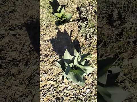 Boudriaa Ben Yadjis  daïra de Djimla wilaya de Jijel(1)