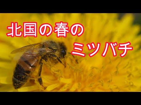 経済学科 晴蜂雨読／③北国の春のミツバチ(5月、その1)／山崎亮一／日仏英字幕付き／Northern spring bees (May, part Ⅰ)／Eng sub／sous-titres français