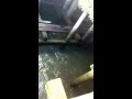 Sea Lions Bark Under A Pier In Astoria OR