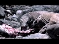 Komodo Dragon Charges Film Crew Chasing The Dragon Ep 2