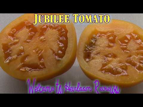 , title : '⟹ Golden Jubilee Tomato | Solanum lycopersicum | Tomato Review'