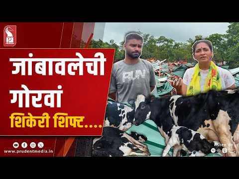 Stray Cattles From Zambaulim Shifted to Sikeri Following Goshala's Shed Demolition