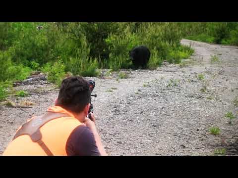 Black Bear Charges Hunter