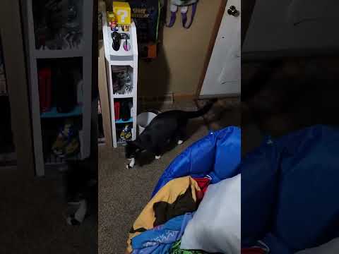 Signed Molly Hatchet Album?