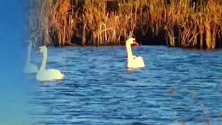 J J  Cale and Eric Clapton, Ride The River, twofold