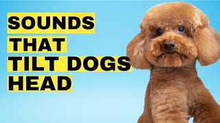 Sounds That Make Dogs Tilt Their Head(GUARANTEED)