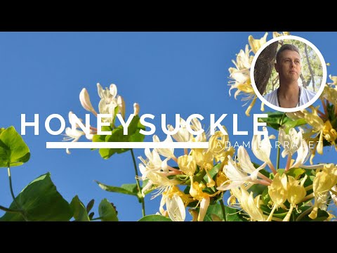, title : 'Honeysuckle - The Oil of Receivering'