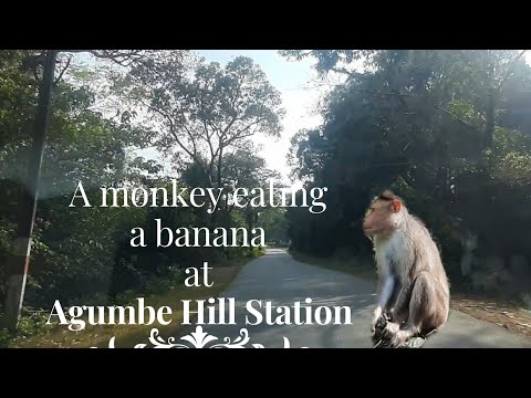 A monkey Eating a Banana @ Agumbe Ghat Hill Station