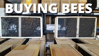 Beekeeping for Beginners Buying bees