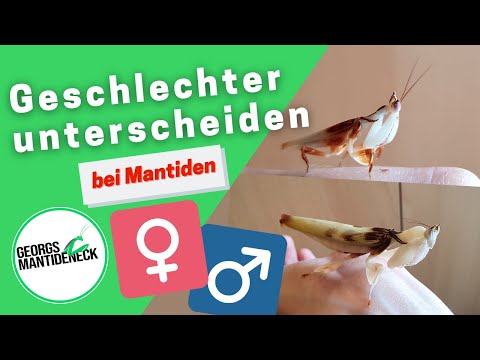 Distinguishing the sexes in mantises (Reupload, 2022)
