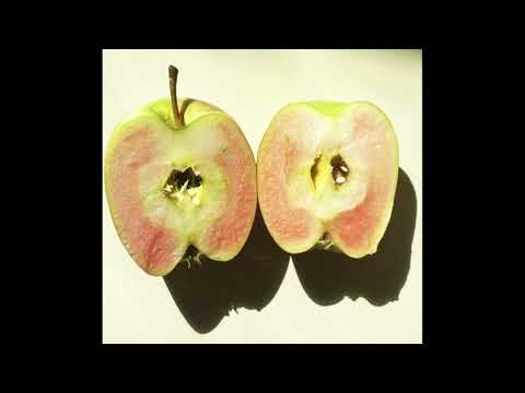 sad title fight x tigers jaw x post-hardcore type instrumental - "bad apple" || + anticøn