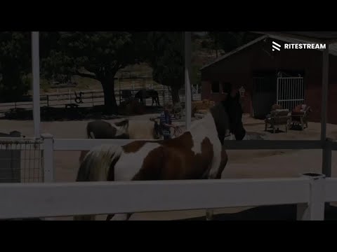 𝗔 𝗖𝗵𝗮𝗺𝗽𝗶𝗼𝗻 𝗛𝗲𝗮𝗿𝘁