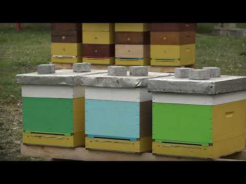 Agro karavan ep. 118 05.04.2020. Specijal - zdrava ishrana, podizanje imuniteta, recepti