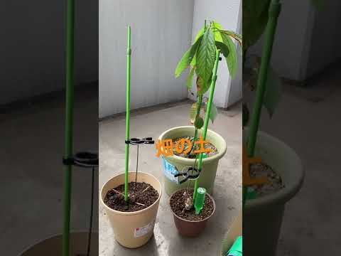 アボカドの木を穴から育てるにはどうすればよいですか？必要な情報がすべて見つかります!  庭園