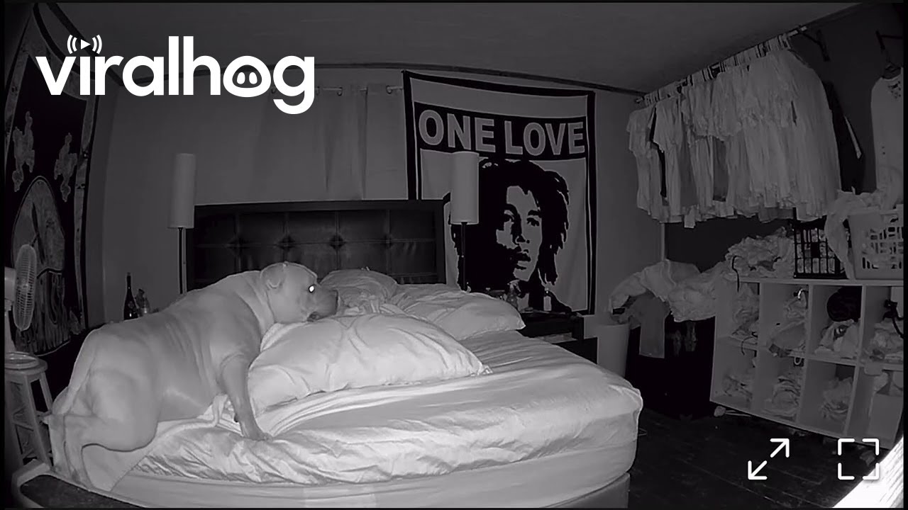 Dog Engages Toe Grip, Still Falls Off Bed || ViralHog