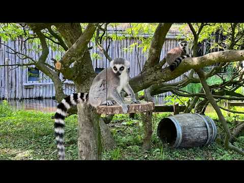 Camping Kleine Wielen & Aquazoo in Leeuwarden