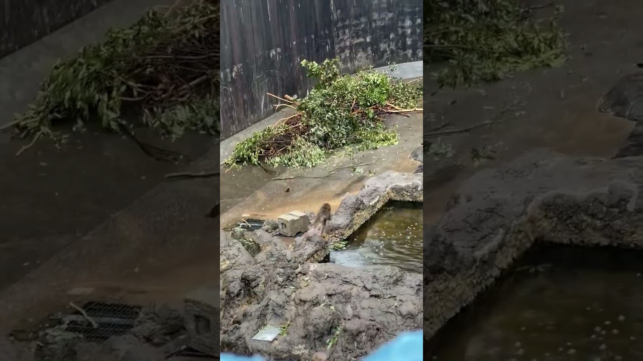 葉っぱを友達に見せに行くパンチくん 2026.03.03 市川市動植物園 #がんばれパンチ