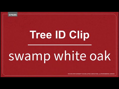 image-How can you tell a swamp white oak?