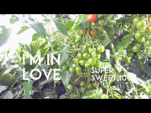 , title : 'I'm in LOVE: The Super SWEET 100 Tomato!'