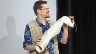 Chimichanga Song! What's an omnivore? Herbivore? Carnivore? Insectivore?