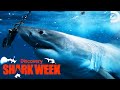 Jimmy Spots Over TEN Great White Sharks Shark Week Discovery