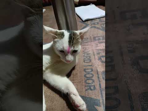 CAT'S WITH CHITU  is live!