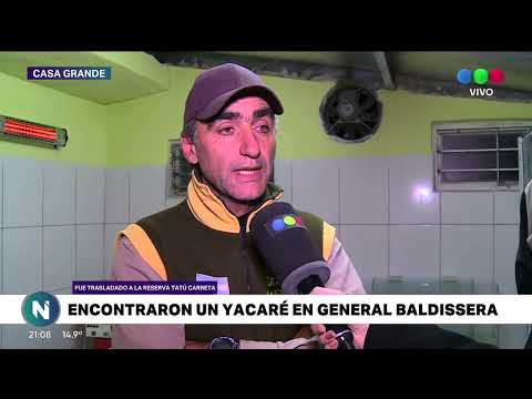 ENCONTRARON UN YACARÉ EN GENERAL BALDISSERA