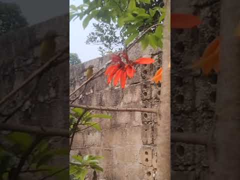 cách bẫy chim sâu đơn giản #shortvideo