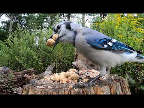 Blue Jays and Squirrel