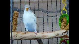 How to gain your parakeets trust