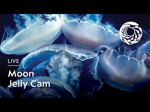 Monterey Bay Aquarium live cam