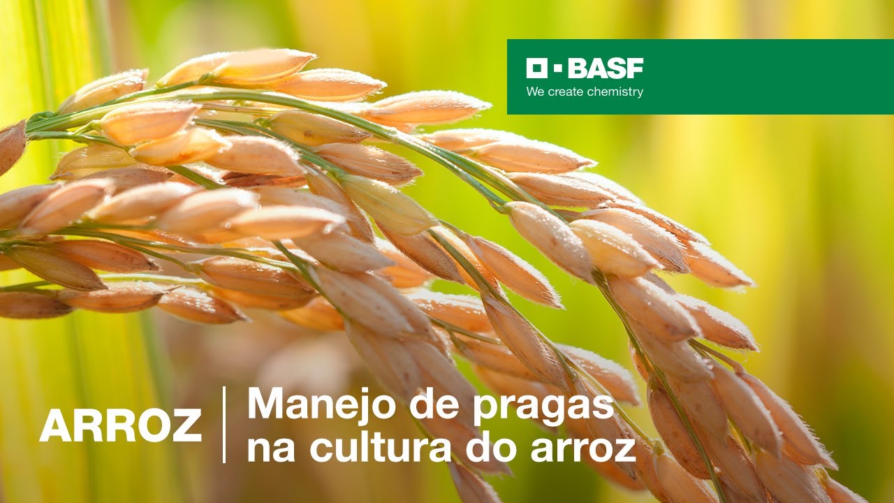 ARROZ | Manejo de pragas na cultura do arroz