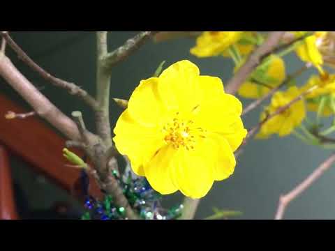 Lời chúc mừng năm mới-kênh đam mê mai vàng miền Bắc