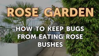 How to Keep Bugs From Eating Rose Bushes