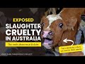 Exposed Widespread Cruelty In Tasmanian Slaughterhouses