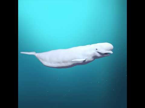Beluga Whale 3D Model Demo - Rigged - PBR