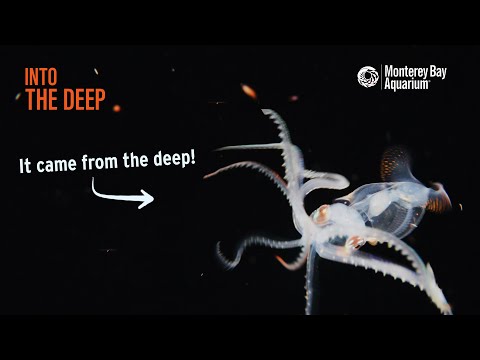 "Pelagic Magic": The Night Reveals Incredible Creatures of the Deep Sea | Blackwater | Into The Deep