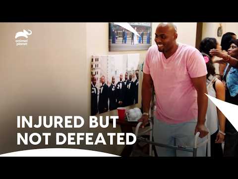 Tierarztteam erschüttert, als Dr. Ross nach Unfall ins Krankenhaus eingeliefert wird | Das Tierar...